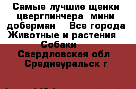 Самые лучшие щенки цвергпинчера (мини доберман) - Все города Животные и растения » Собаки   . Свердловская обл.,Среднеуральск г.